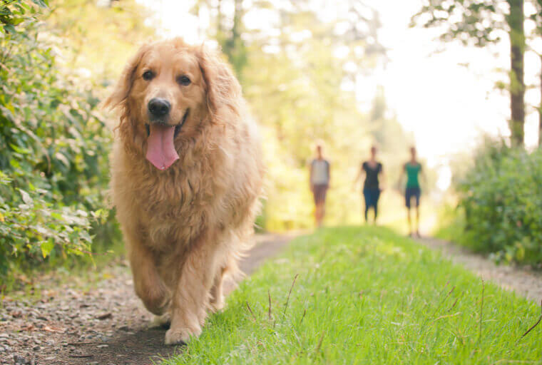 Hundehalter­haftpflicht