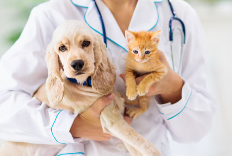 Tierkranken -versicherung